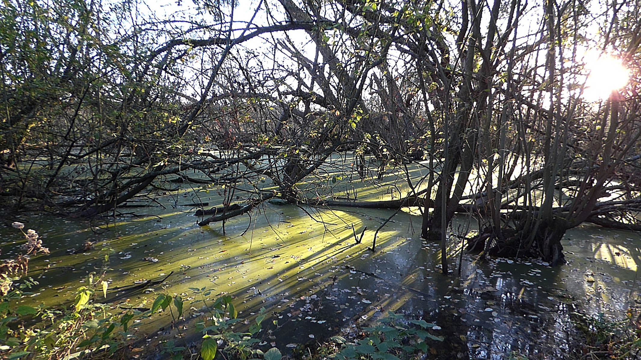 Etang vert